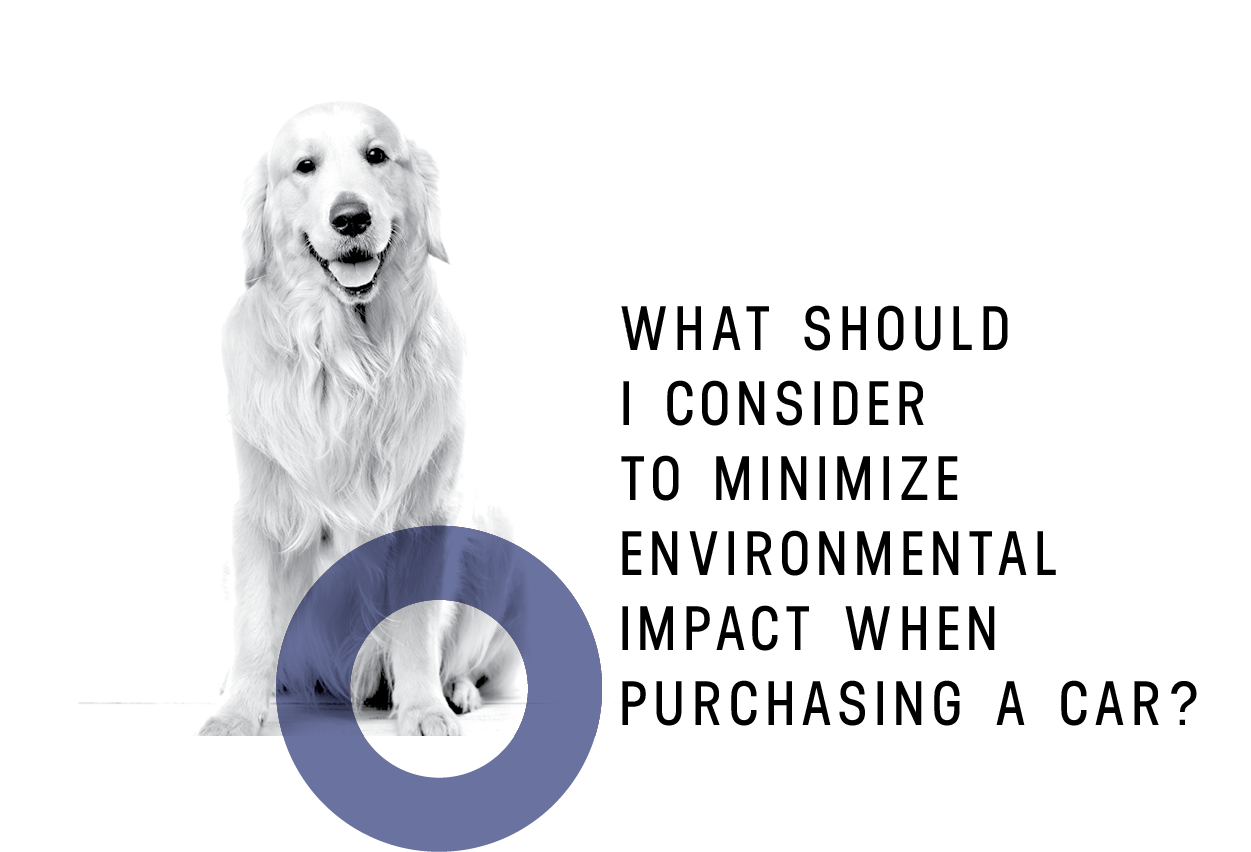 Köpek