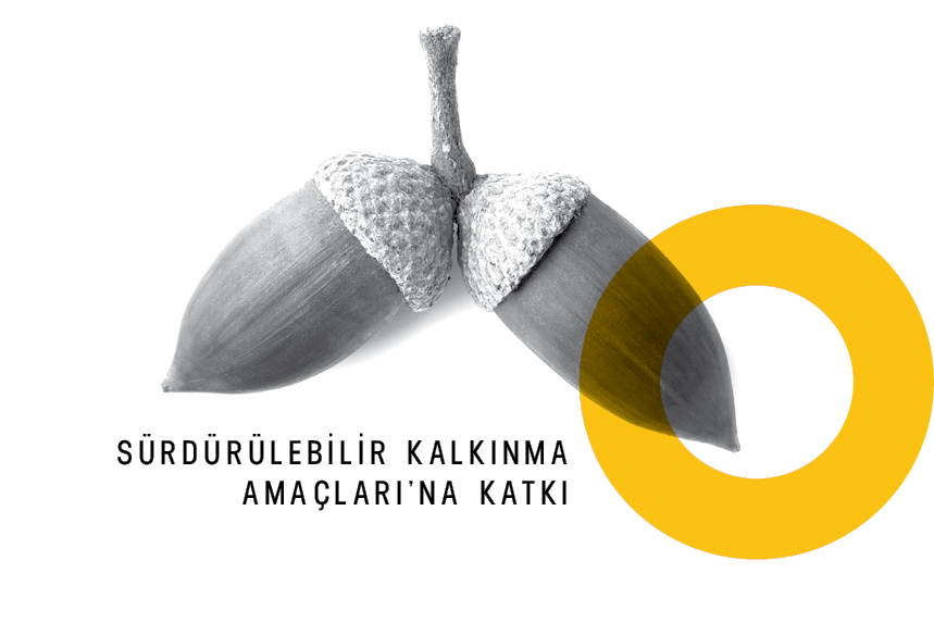 Meşe Palamutları