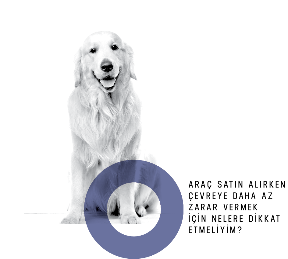 Köpek