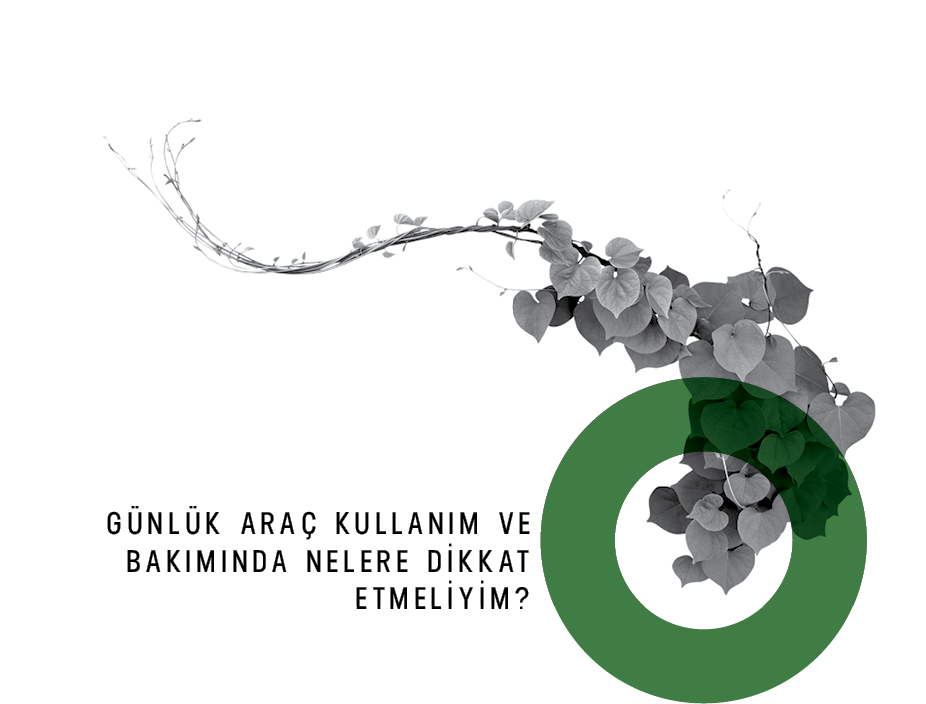 Ağaç dalı
